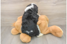 Best Mini Bernedoodle Baby