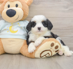 7 week old Mini Bernedoodle Puppy For Sale - Premier Pups
