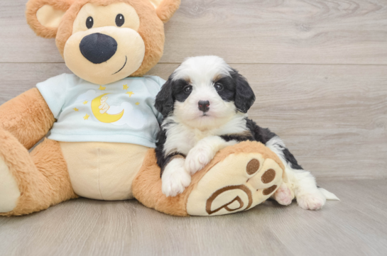 Mini Bernedoodle Puppy for Adoption