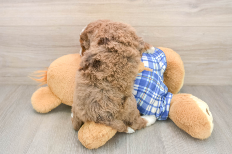 Mini Bernedoodle Pup Being Cute