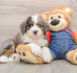 5 week old Mini Bernedoodle Puppy For Sale - Premier Pups