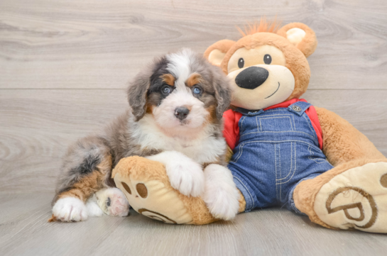 Popular Mini Bernedoodle Poodle Mix Pup