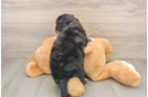Best Mini Bernedoodle Baby