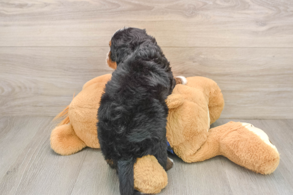Best Mini Bernedoodle Baby