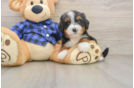 Smart Mini Bernedoodle Poodle Mix Pup