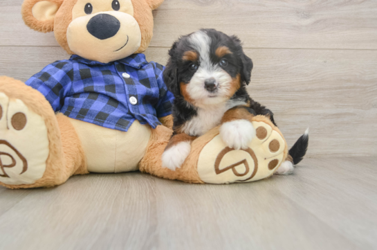 Smart Mini Bernedoodle Poodle Mix Pup