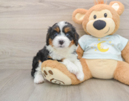 8 week old Mini Bernedoodle Puppy For Sale - Premier Pups