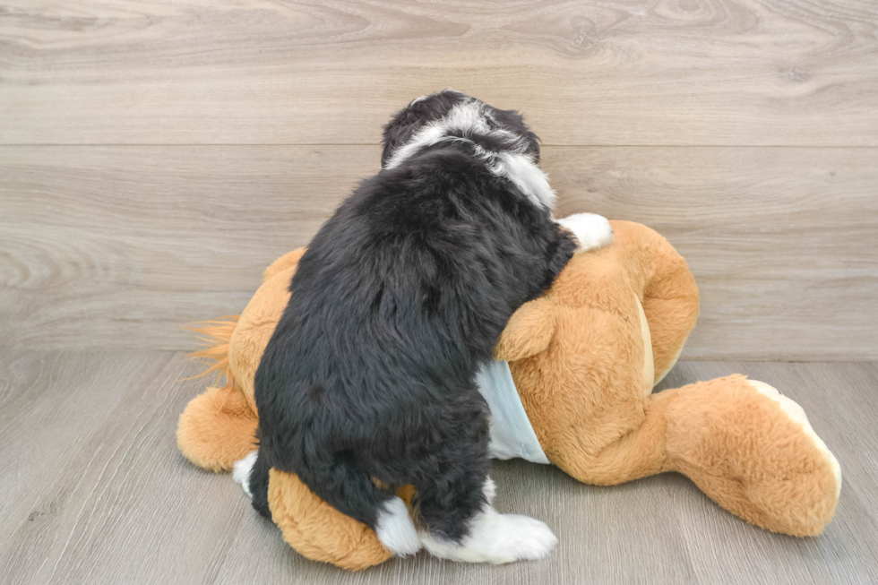Little Mini Bernadoodle Poodle Mix Puppy