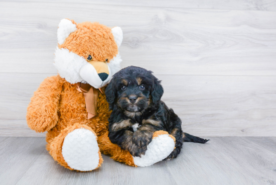 Energetic Mini Berniedoodle Poodle Mix Puppy