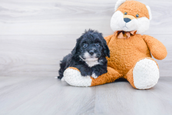 Adorable Bernadoodle Poodle Mix Puppy