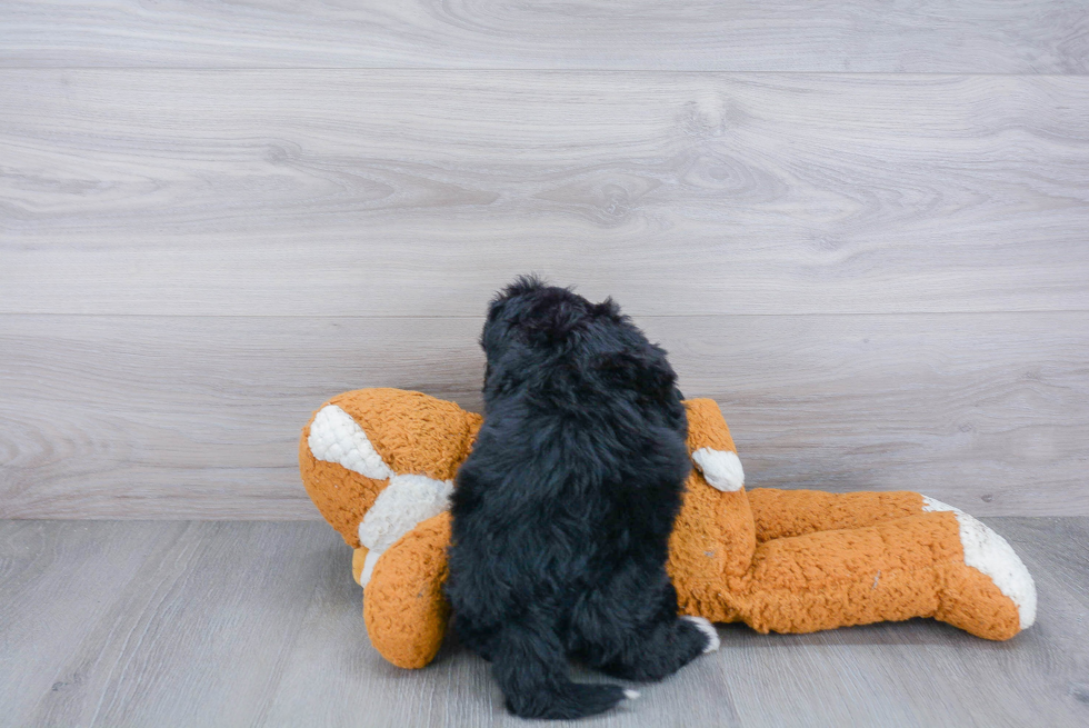 Small Mini Bernedoodle Baby
