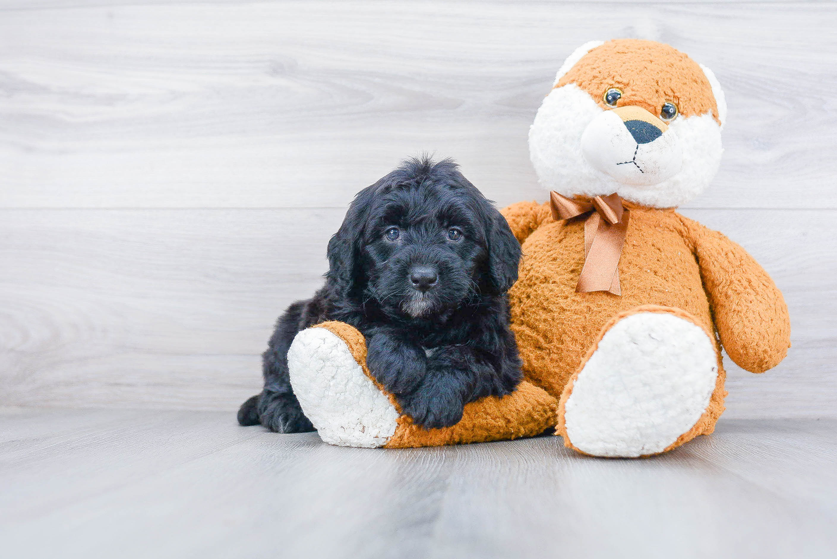 Sweet Mini Bernedoodle Baby