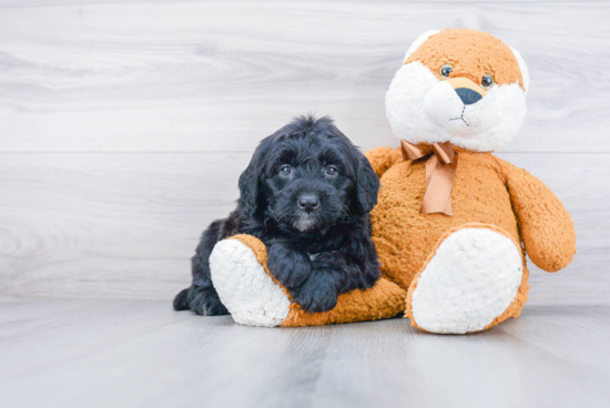 Sweet Mini Bernedoodle Baby