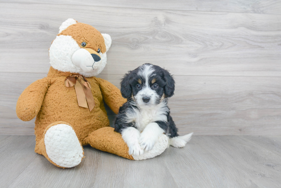 Mini Bernedoodle Puppy for Adoption