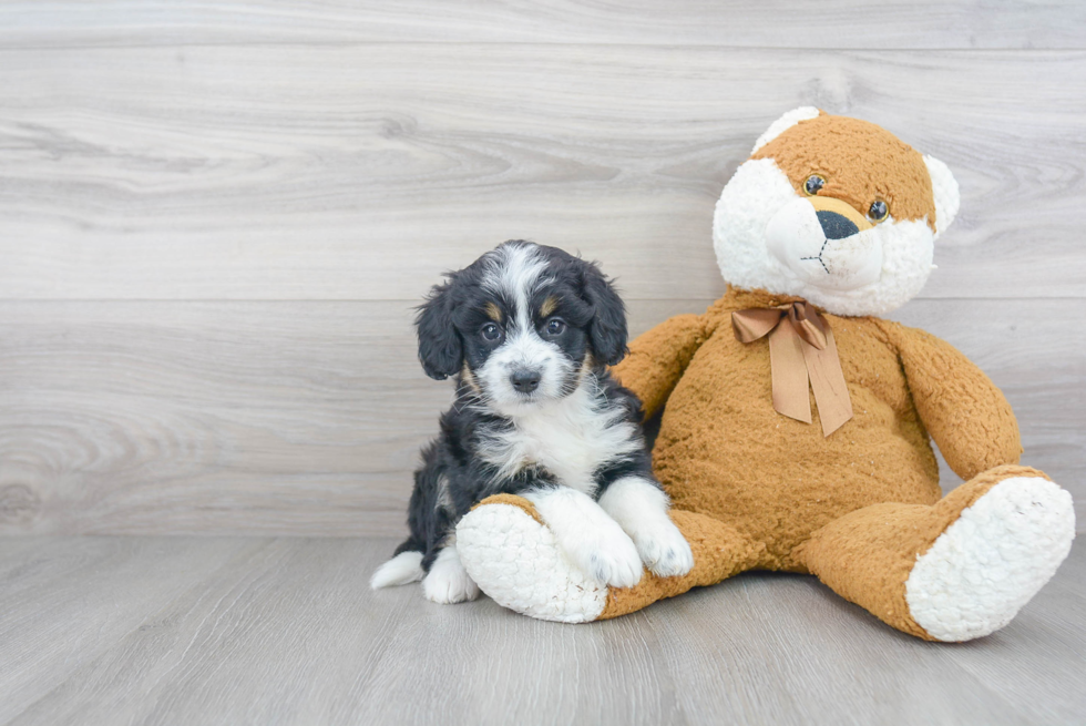 Best Mini Bernedoodle Baby