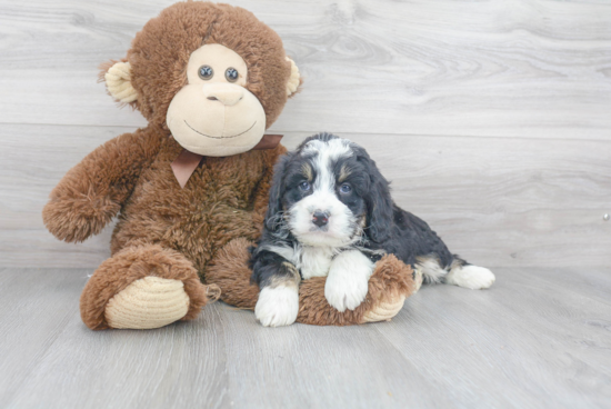 Best Mini Bernedoodle Baby