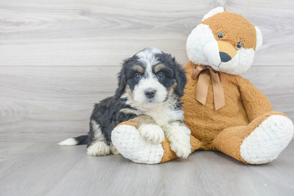 Best Mini Bernedoodle Baby