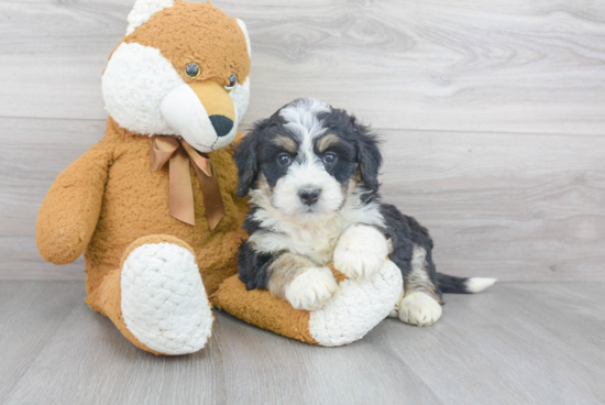 Mini Bernedoodle Puppy for Adoption