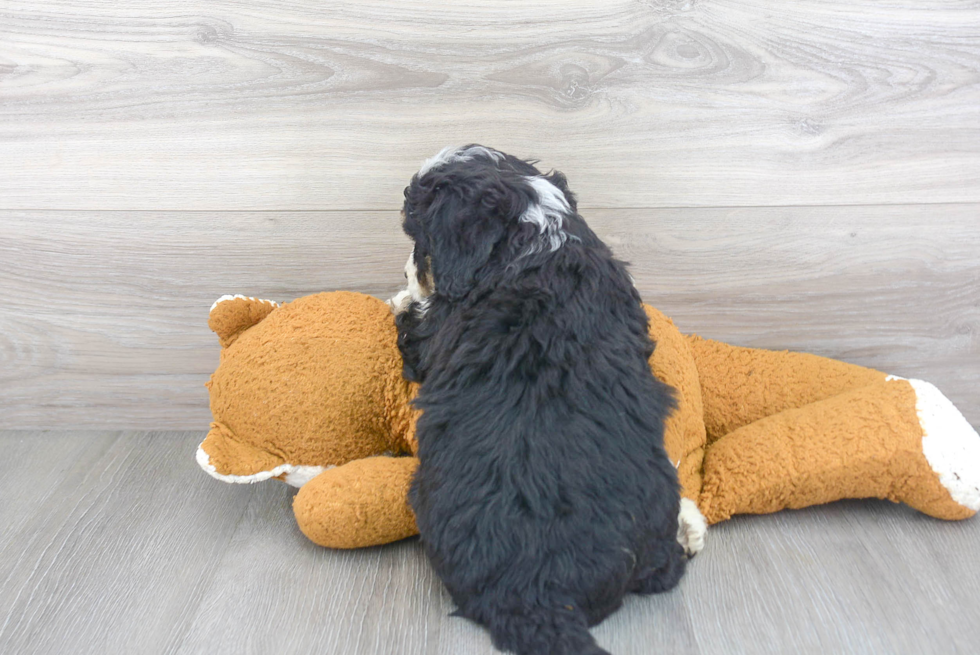 Mini Bernedoodle Puppy for Adoption