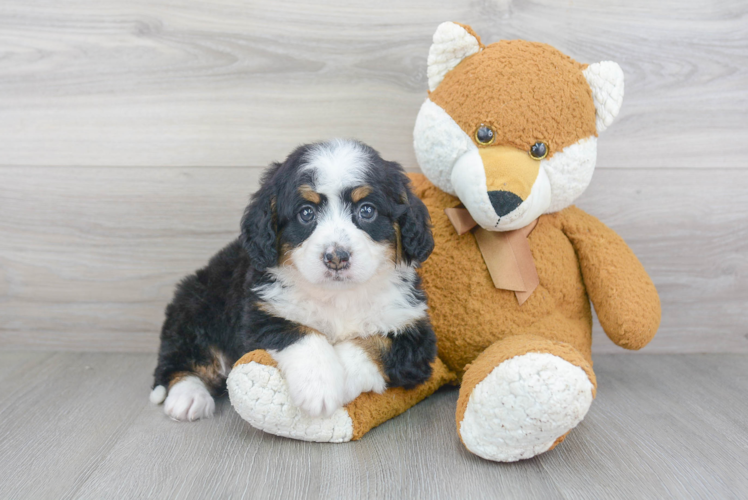 Cute Mini Bernedoodle Baby