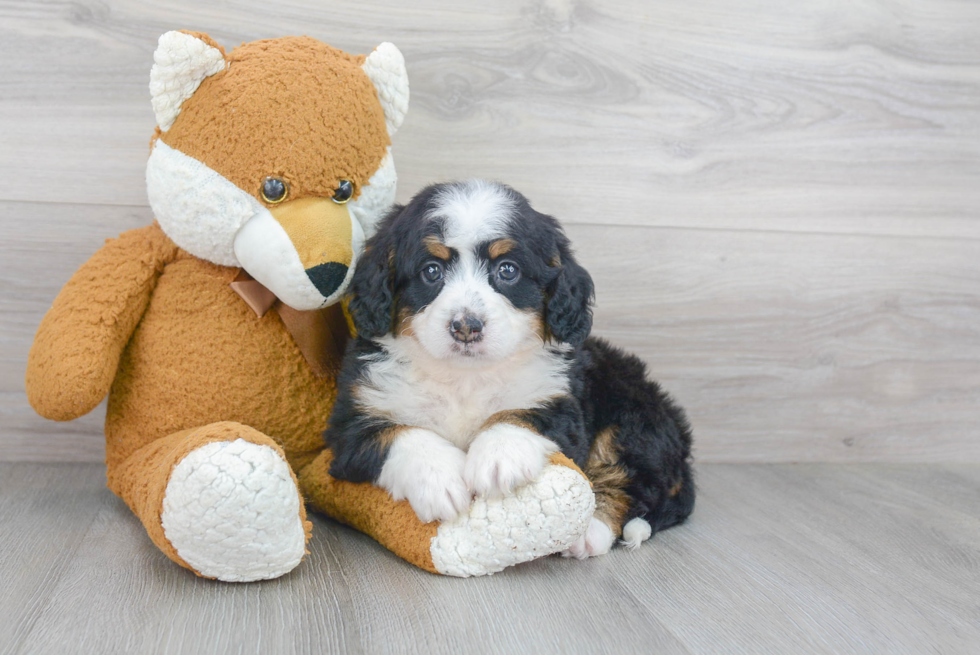 Mini Bernedoodle Puppy for Adoption