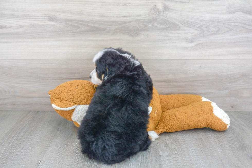 Best Mini Bernedoodle Baby