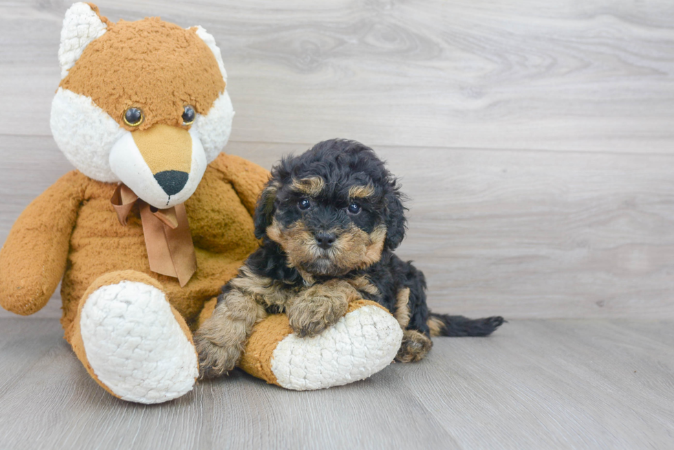 Best Mini Bernedoodle Baby