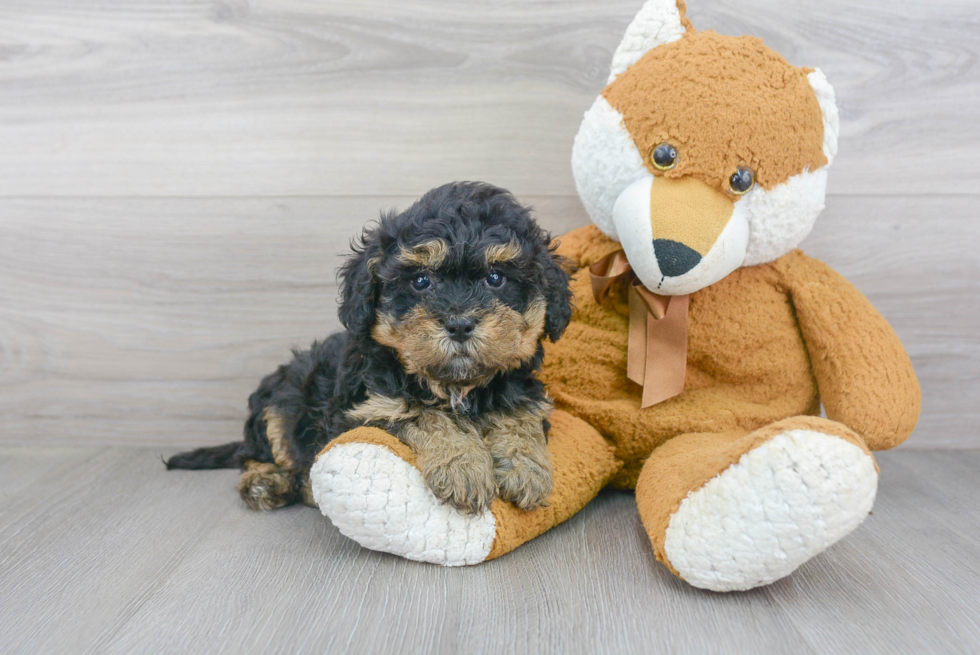 Best Mini Bernedoodle Baby