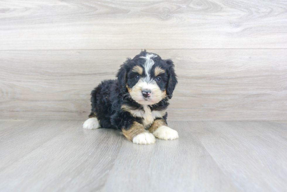 Smart Mini Bernedoodle Poodle Mix Pup