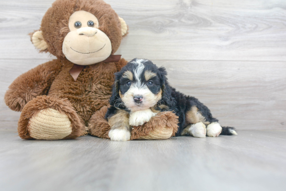 Little Bernadoodle Poodle Mix Puppy