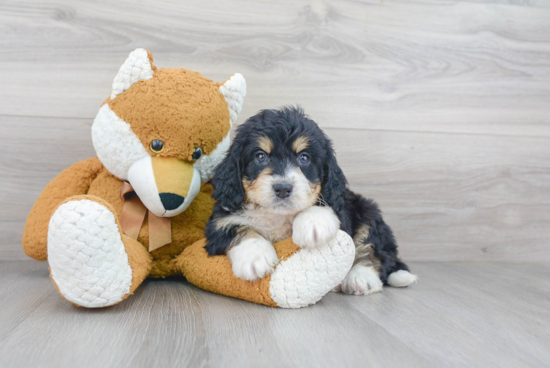 Friendly Mini Bernedoodle Baby