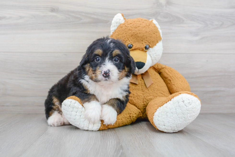 Funny Mini Bernedoodle Poodle Mix Pup