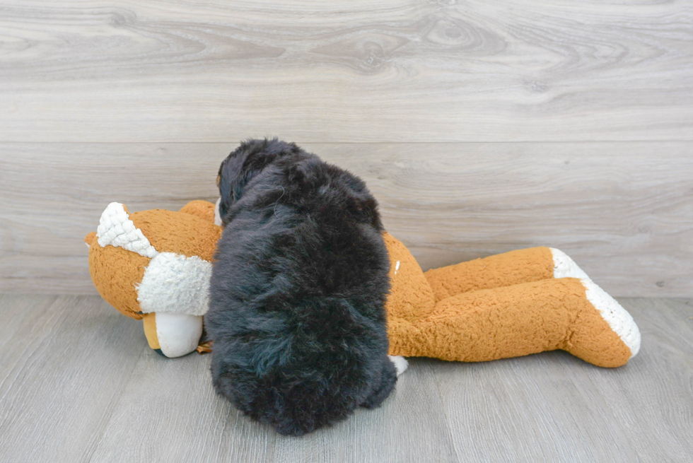 Mini Bernedoodle Pup Being Cute