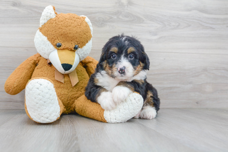 Best Mini Bernedoodle Baby