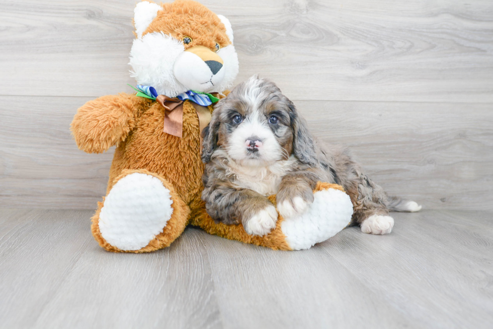 Mini Bernedoodle Puppy for Adoption