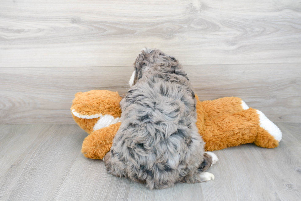 Mini Bernedoodle Puppy for Adoption