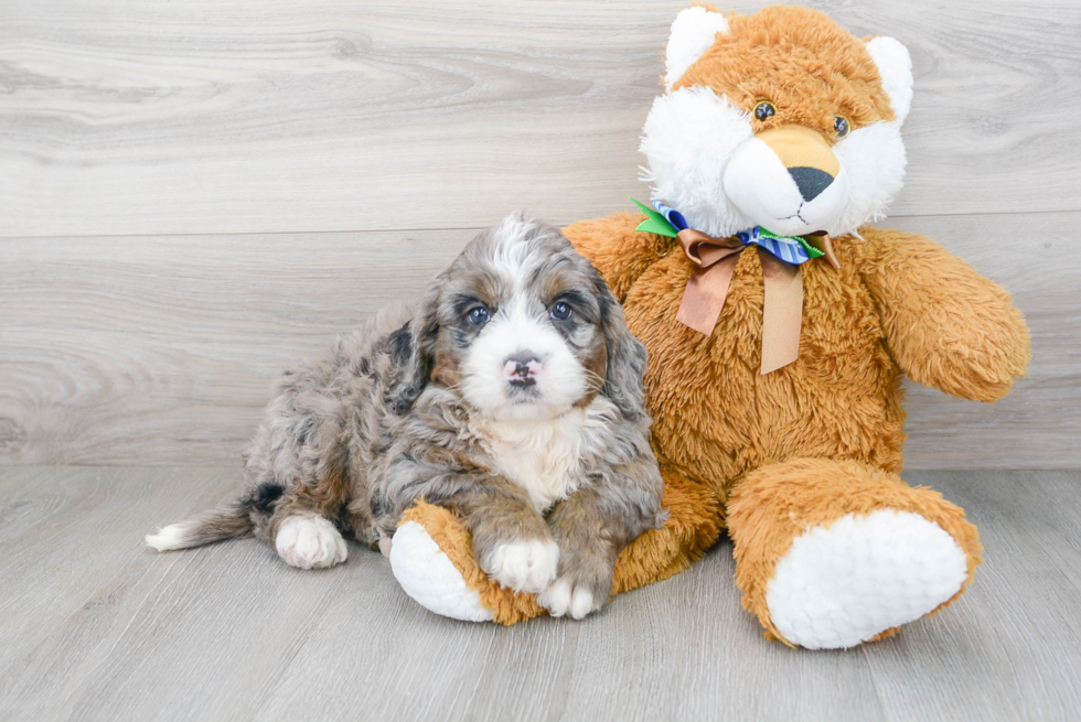 Small Mini Bernedoodle Baby