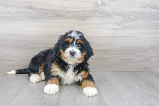 Mini Bernedoodle Pup Being Cute