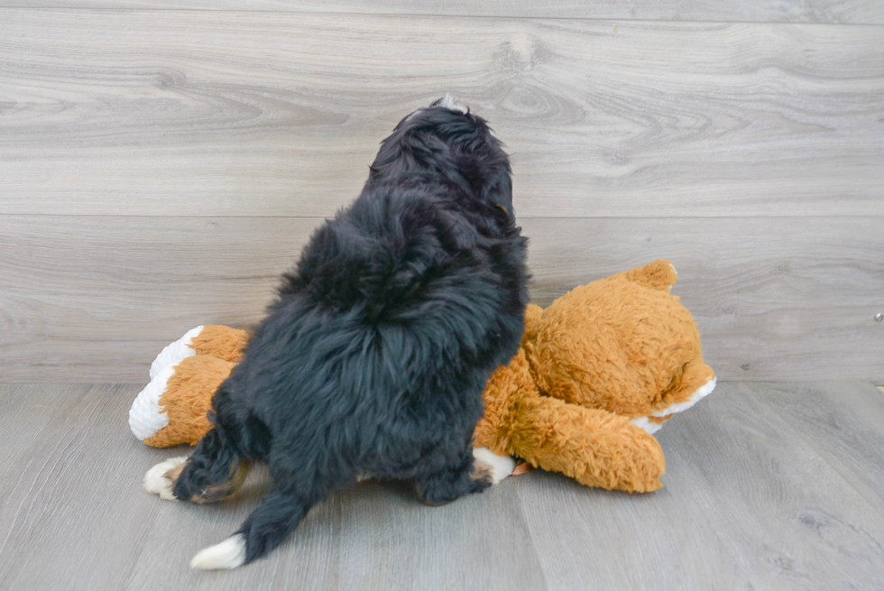 Hypoallergenic Bernadoodle Poodle Mix Puppy