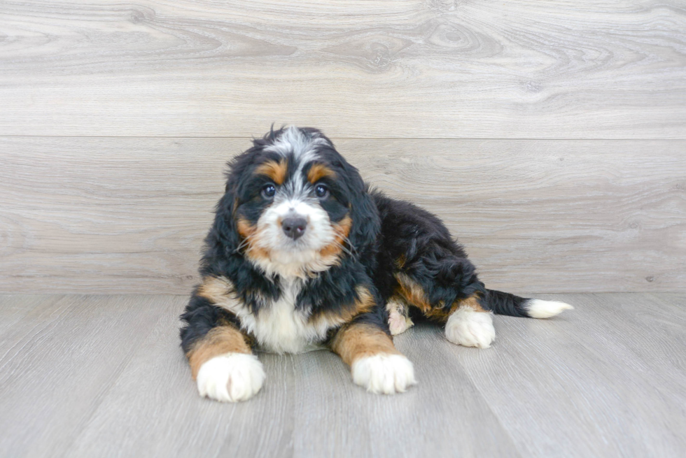 Cute Mini Bernedoodle Baby