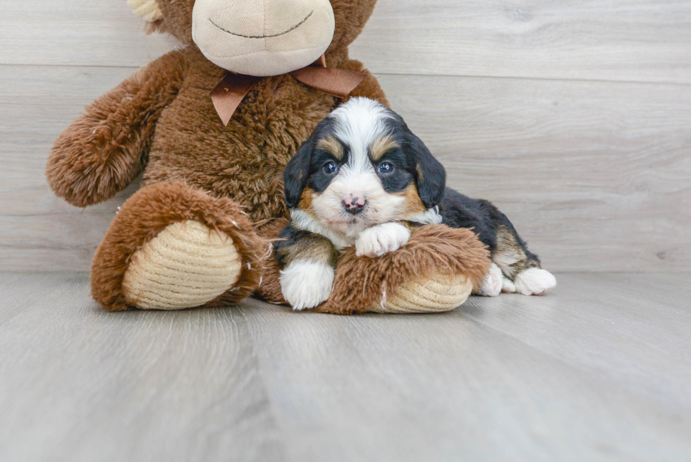 Little Bernadoodle Poodle Mix Puppy