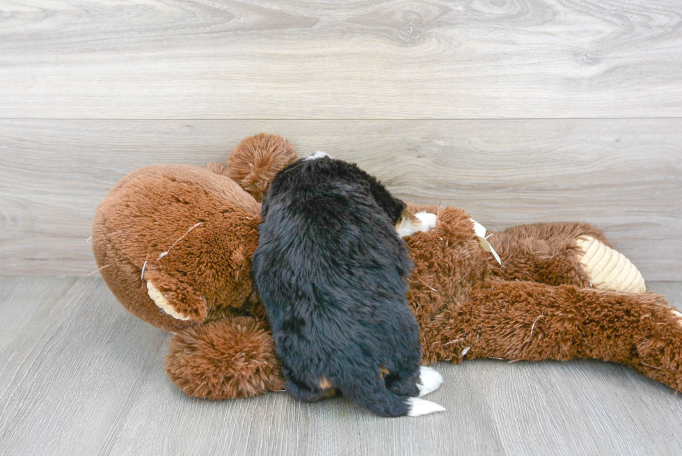 Best Mini Bernedoodle Baby