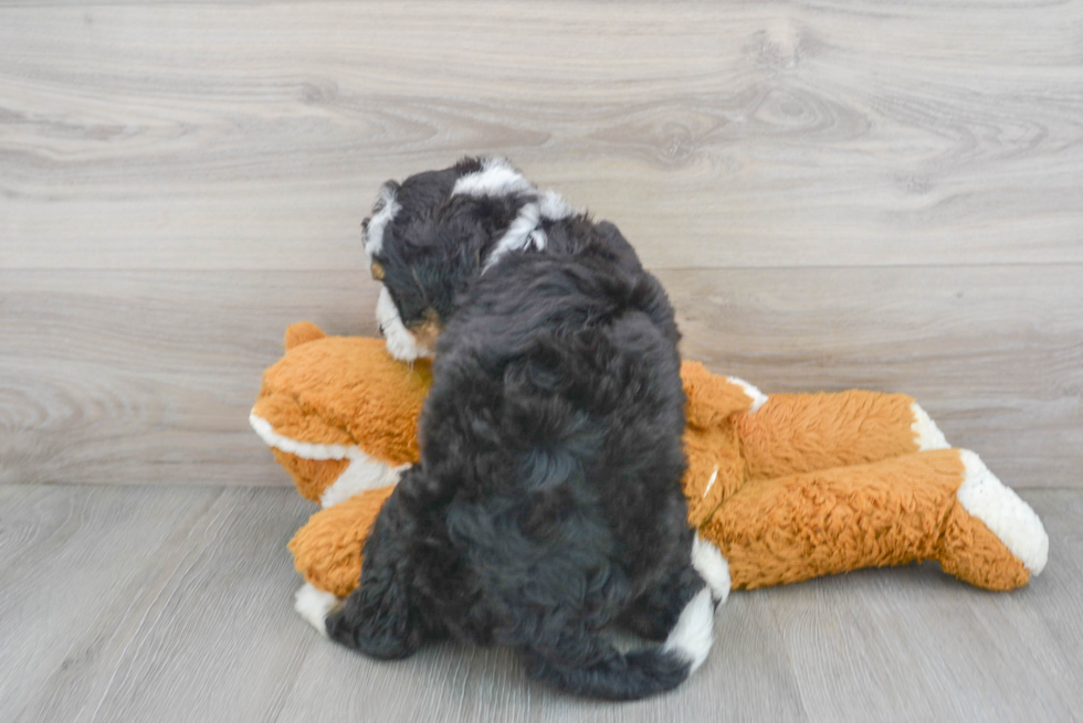 Hypoallergenic Bernadoodle Poodle Mix Puppy