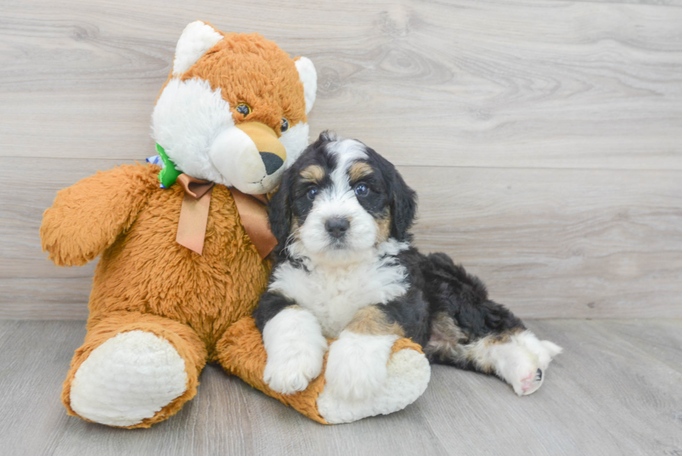 Friendly Mini Bernedoodle Baby