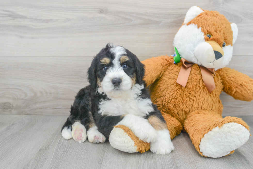 Friendly Mini Bernedoodle Baby