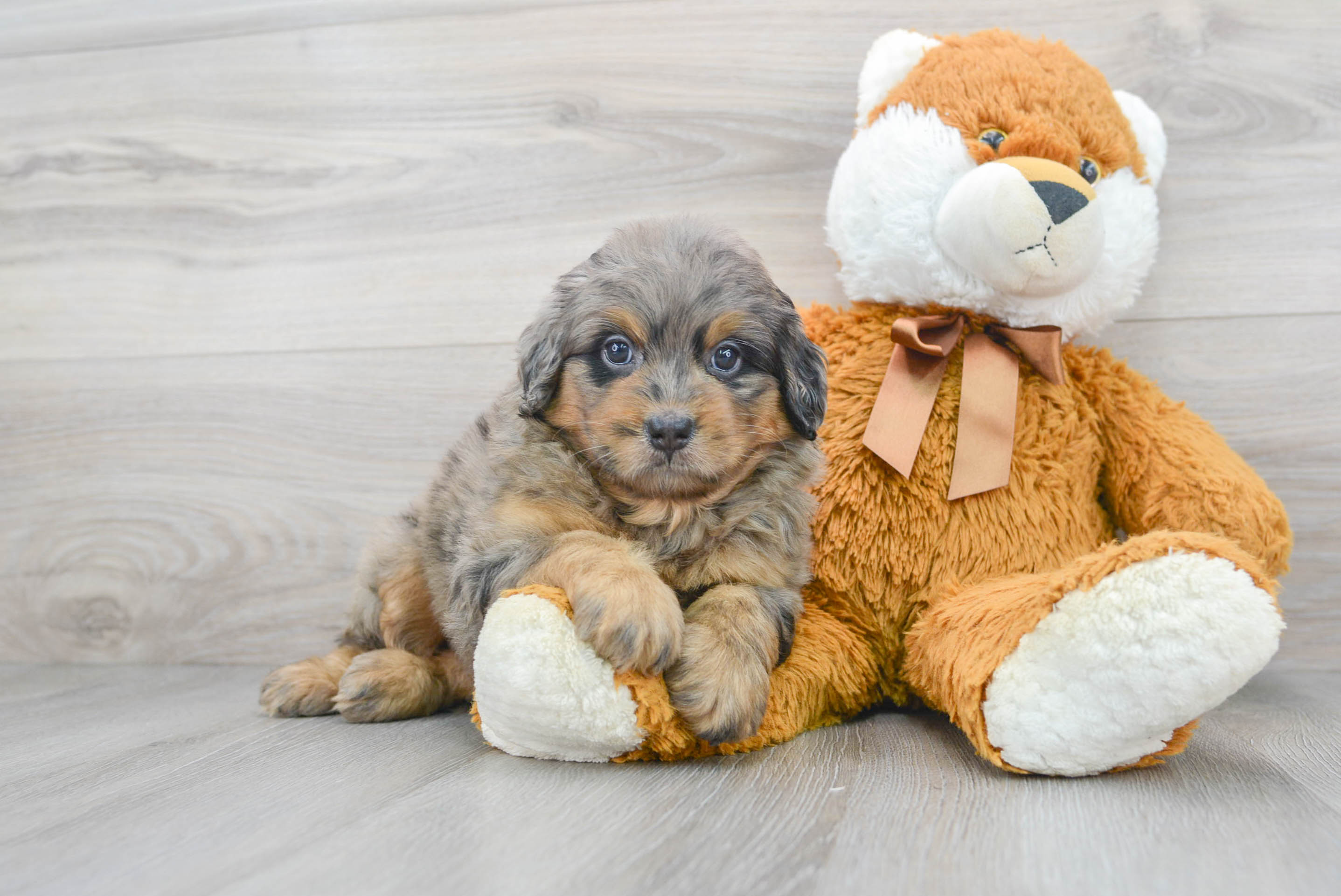 Popular Mini Bernedoodle Poodle Mix Pup