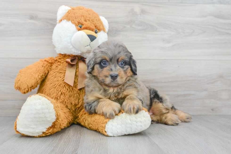 Energetic Mini Berniedoodle Poodle Mix Puppy