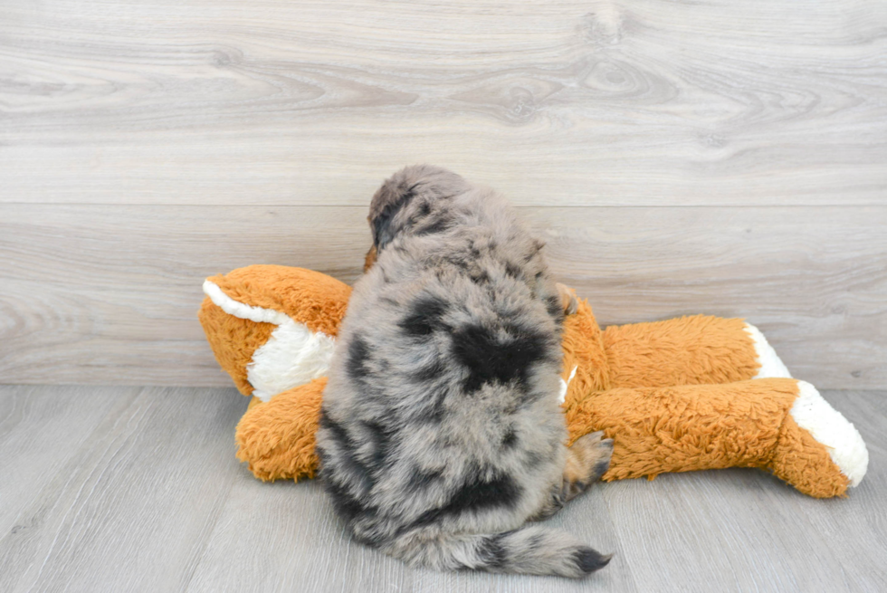 Little Bernadoodle Poodle Mix Puppy