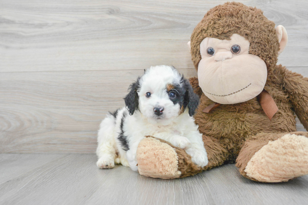 Mini Bernedoodle Puppy for Adoption