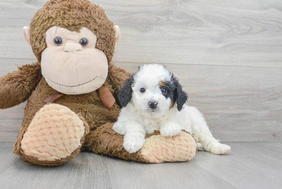 Mini Bernedoodle Puppy for Adoption